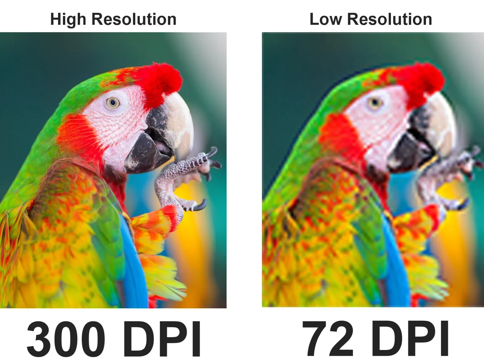 foto de la diferencia  de los resolucion de 300 dpi 